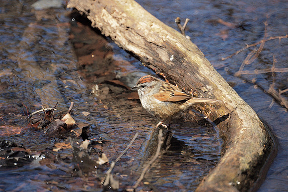 Swamp Sparrow, Central Park