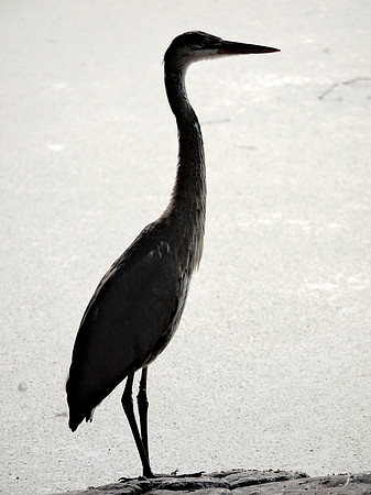 Great Blue Heron, Turtle Pond