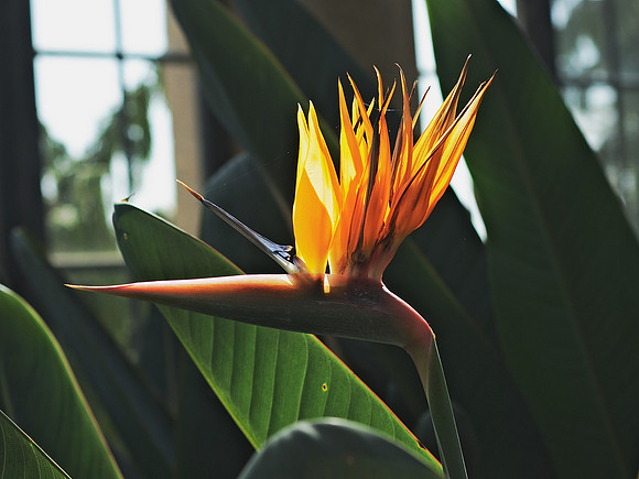 Bird of Paradise plant