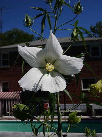 Hibiscus
