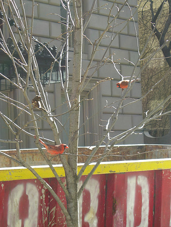red, red, (yellow), red