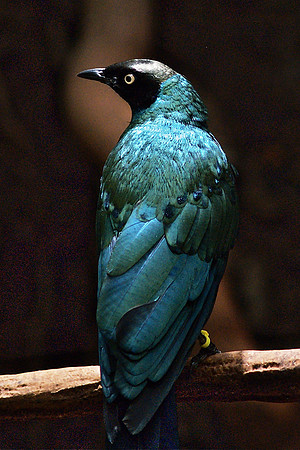 the starling attitude