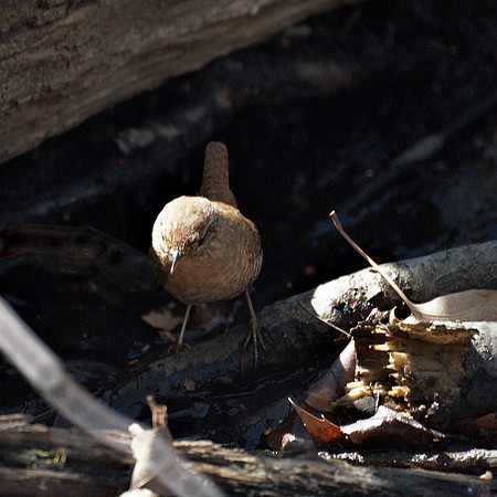 Winter Wren, Central Park