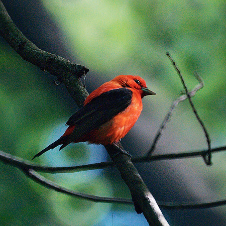 Scarlet Sunday Tanager