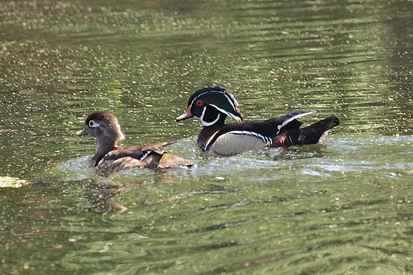 Wood Ducks, NY Botanical Garden