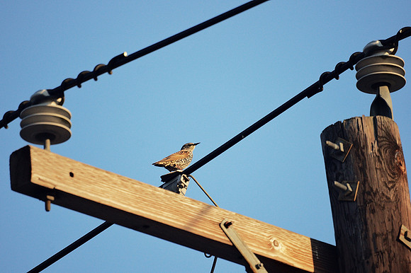 Composition with starling