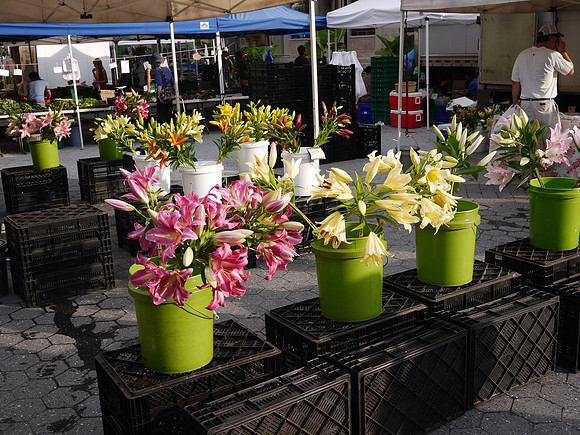 Union Square greenmarket