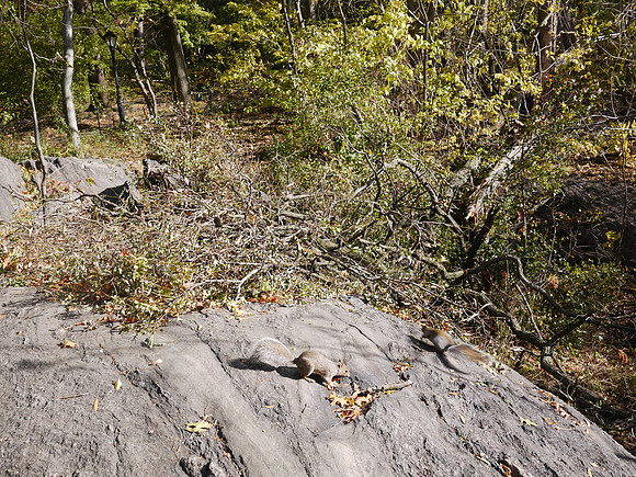 Willow Rock, Central Park