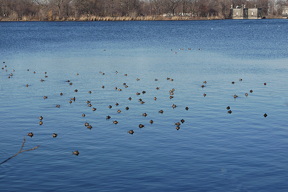 Central Park Reservoir: A whole lot of Ruddy Ducks