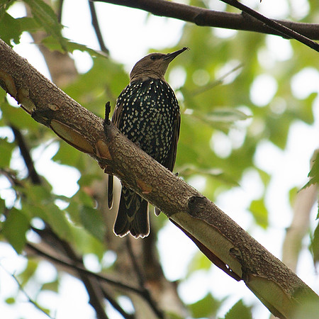Starling, Central Park