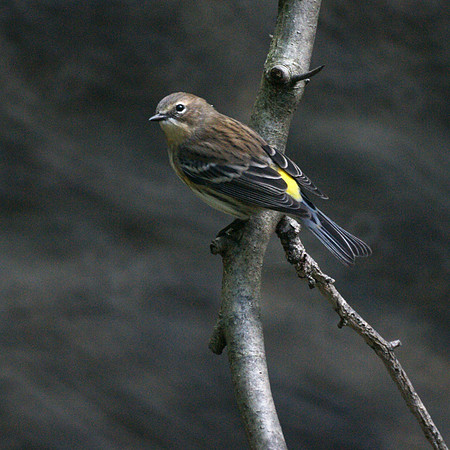 Yellow-Rumped Warbler, Central Park