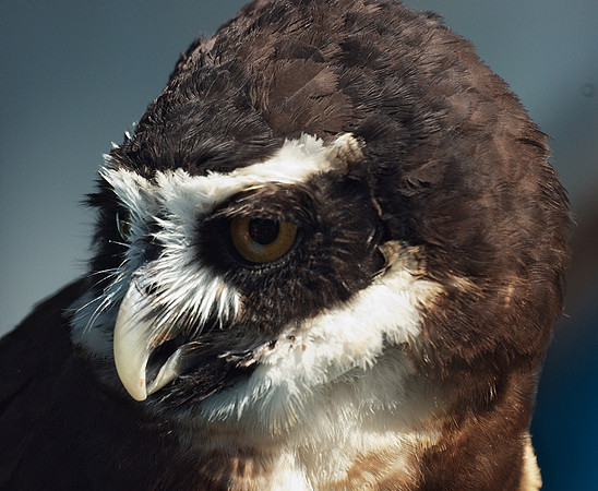 Spectacled Owl