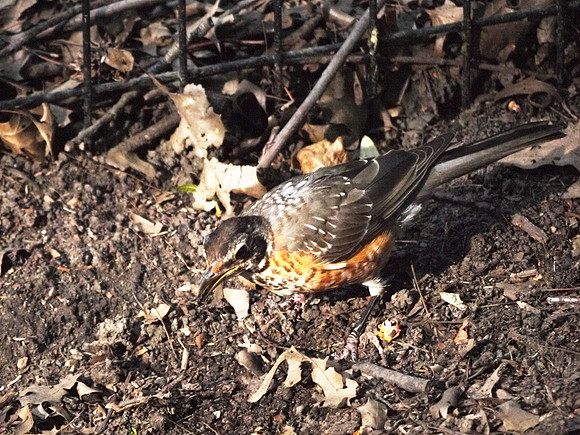 Young robin