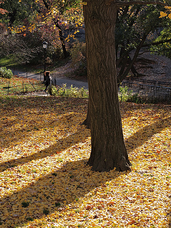 Central Park, Autumn