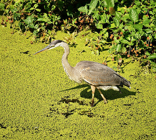 Great Blue Heron, Turtle Pond