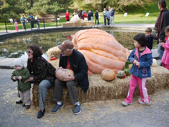 Giant Pumpkin exhibition, NY Botanical Garden