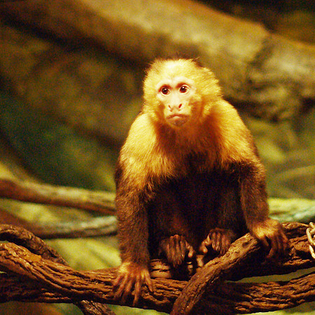 Monkey See