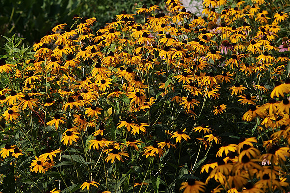 Black-Eyed Susans and Echinacea, The Pond, Central Park