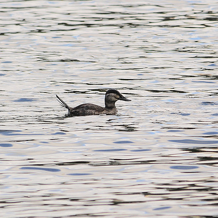 Ruddy Duck, Turtle Pond