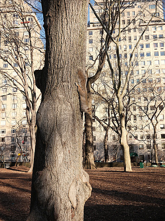 Squirrel, Central Park