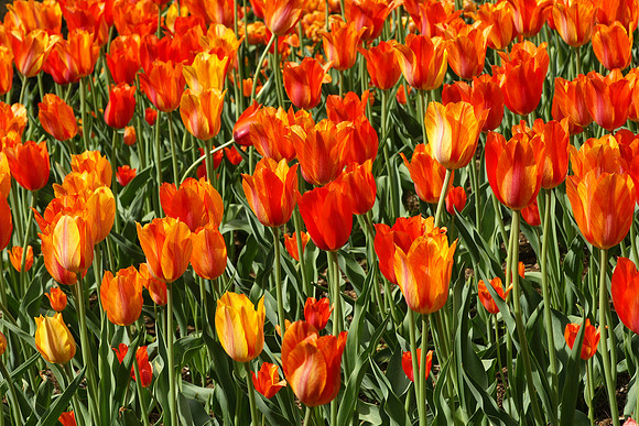 Tulips, Brooklyn Botanic Garden