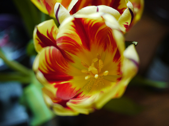 Tulip