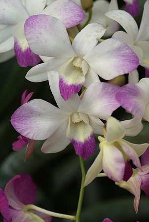 Dendrobium hybrid