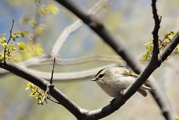 Golden-Crowned Kinglet, Central Park