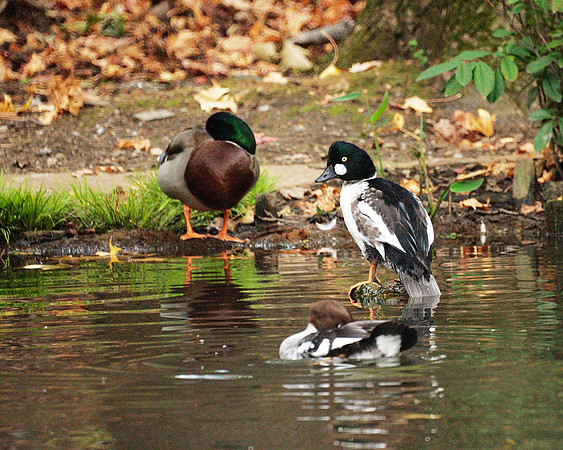 Duck pond, Bronx Zoo