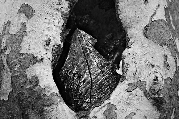 Tree hollow