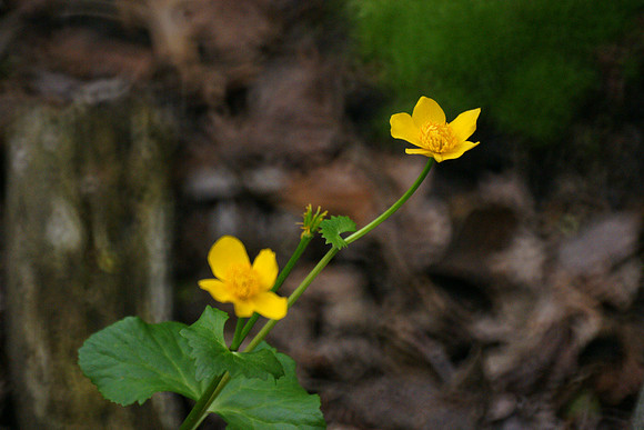 The yellow sign