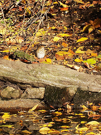 The Ramble, Fall: Veery