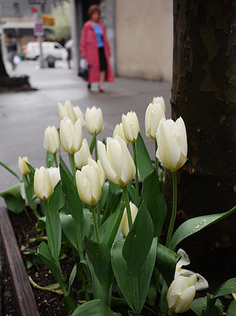 Tulips, Yorkville