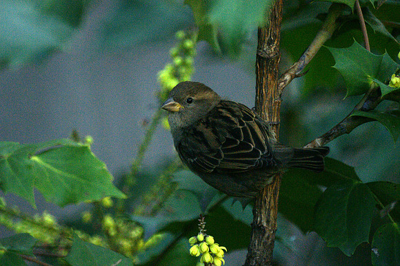 House Sparrow