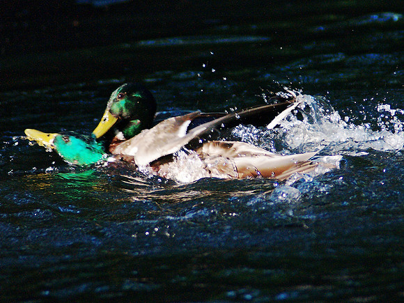 duckfight