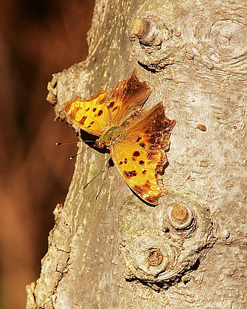 Eastern Comma Butterfly