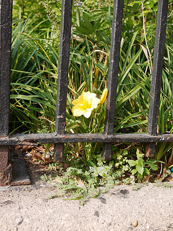 Tulip and fence
