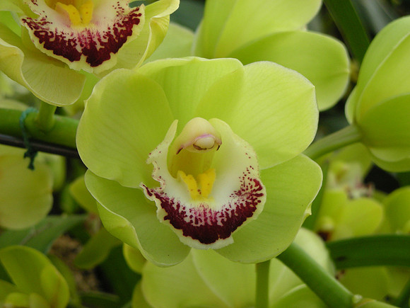 Cymbidium-DameCatherine-10