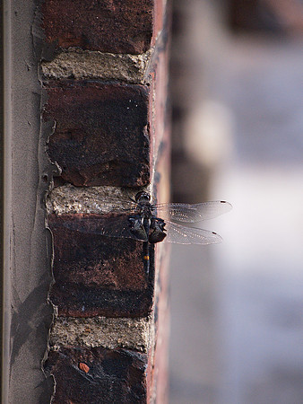 Dragonfly, Ninth Floor