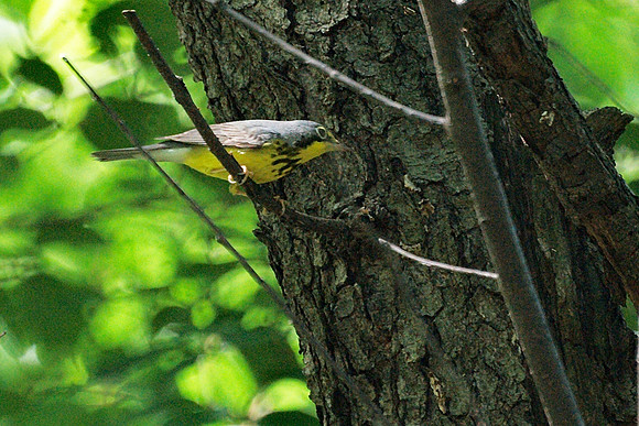 Canada Warbler, Central Park