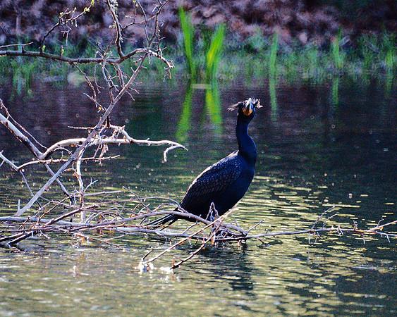 Cormorant, Turtle Pond