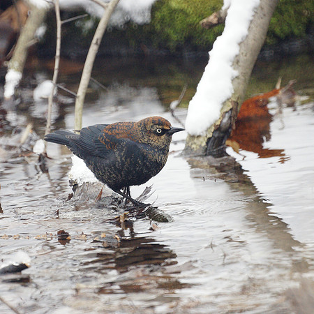 Rusty Backbird, Central Park