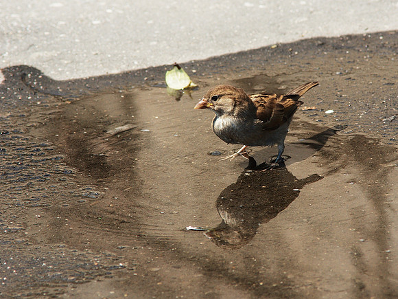 sparrow/worraps