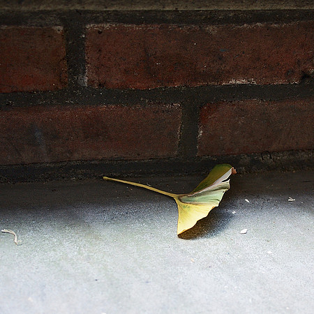 Ginko leaf