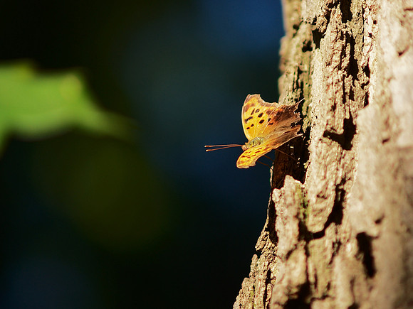Eastern Comma