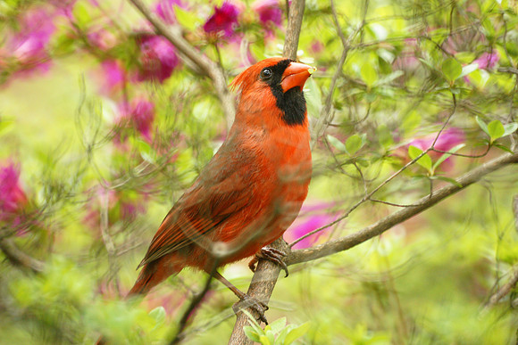 Cardinal in azaleas, Central Park