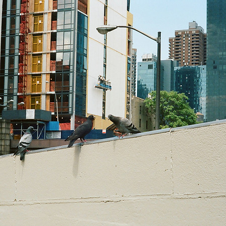 Pigeons, near the entrance to the Lincoln Tunnel, New York City