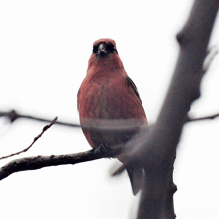 White-Winged Crossbill, Central Park
