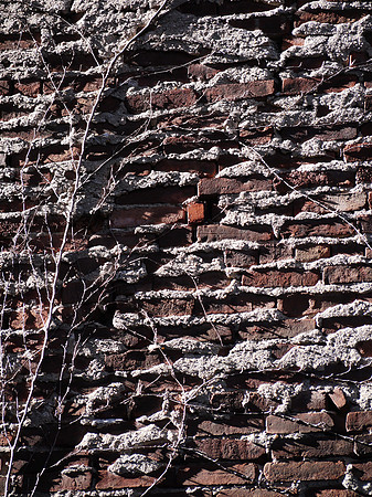 Brick wall with vine