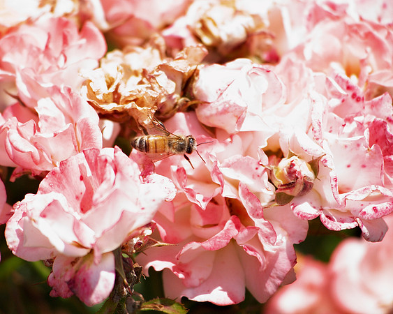 Bee on roses